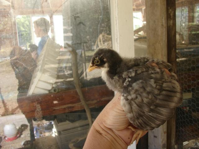 19098_barred_araucana.jpg