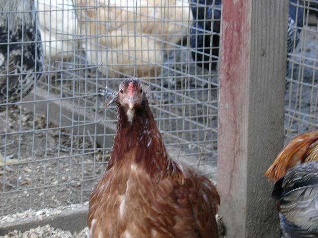19098_bbr_hen_with_nice_quills_10-11-2011.jpg