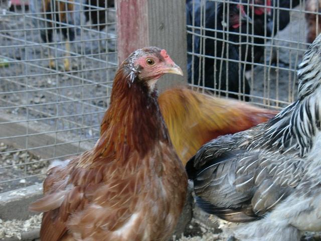19098_bbr_hen_with_nice_quills_10-11-2011_1.jpg