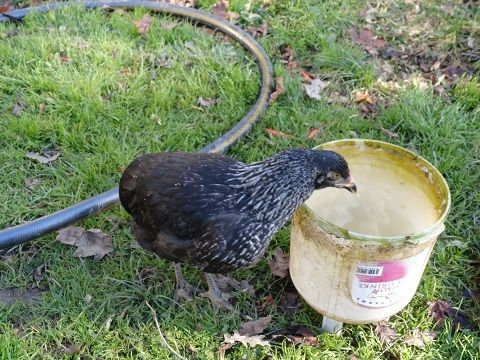19098_birchen_pullet_1.jpg