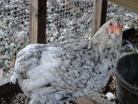 19098_cuckoo_pullet_1.jpg