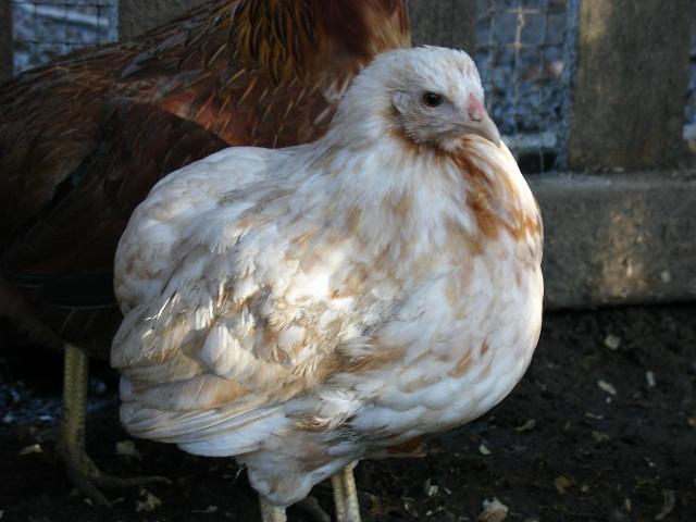 19098_dominant_white_pullet_10-11-2011.jpg