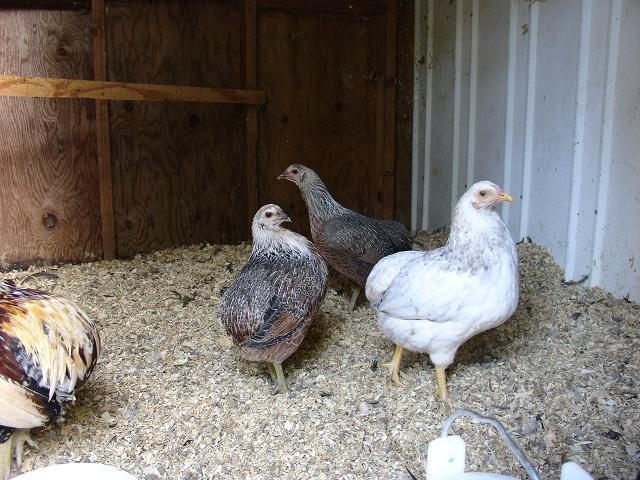 19098_grow_out_pen_10-11-2011_2.jpg