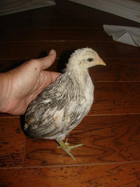 19098_silver_duckwing_1.jpg
