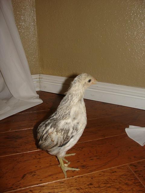 19098_silver_duckwing_3.jpg