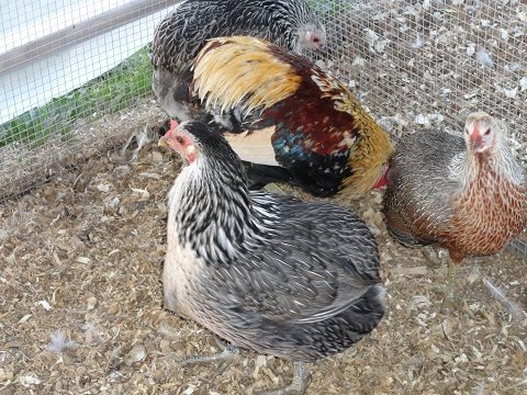 19098_silver_pullets3.jpg