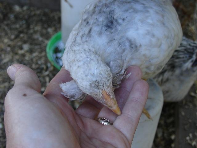 19098_tufted_barred_pullet_10-11-2011.jpg