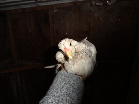 19098_tufted_columbian_chick.jpg