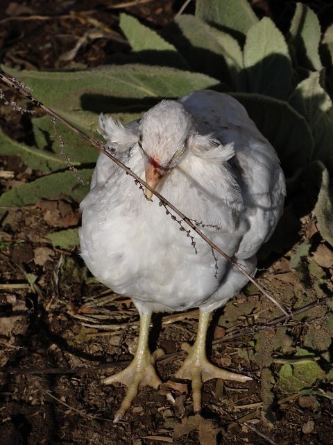19098_tufted_cuckoo_pullet_1.jpg