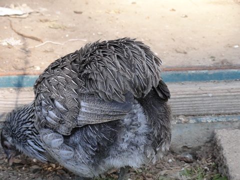 19098_tufted_silver_pullet_1.jpg