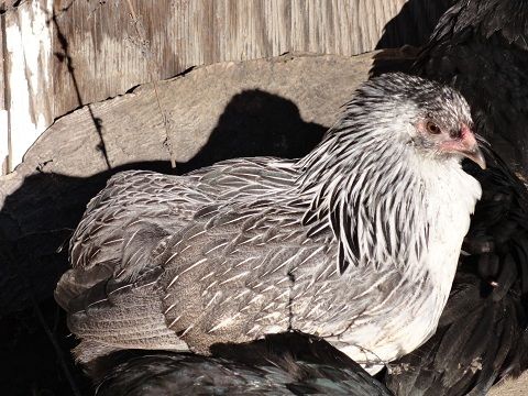 19098_tufted_silver_pullet_2.jpg