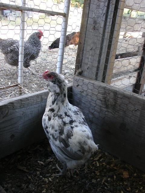 19098_tufted_splash_hen.jpg