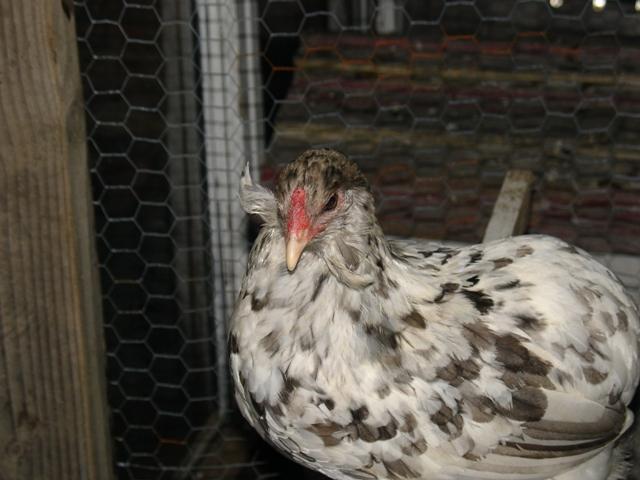 19098_tufted_splash_hen_2.jpg