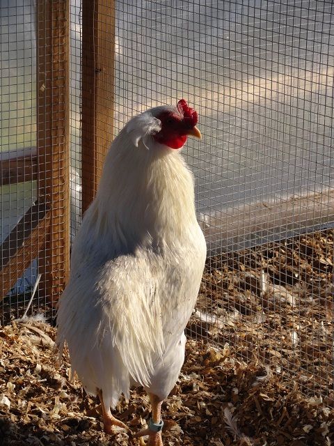 19098_white_roo_2.jpg