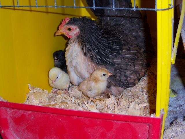 19130_baby_hen_003.jpg