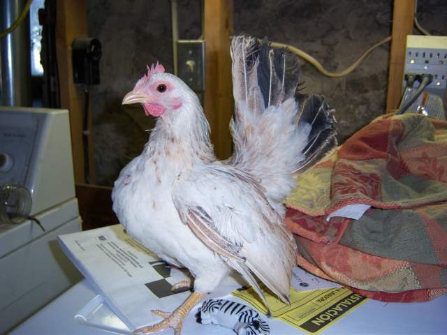 19130_chickens_003.jpg