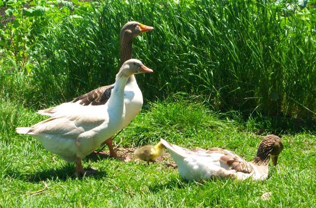 19130_goose_trio.jpg