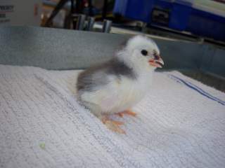 19130_mottled_duccles_002.jpg