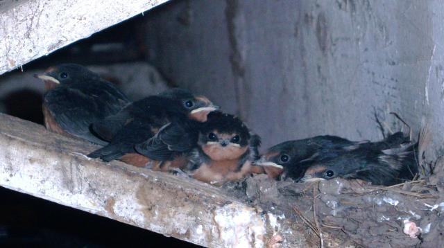19130_swallow_babies.jpg