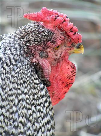 19157_dominick-chicken-infected-lice-435772.jpg