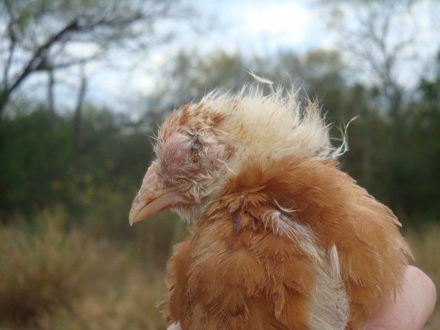 19215_chicken4.jpg