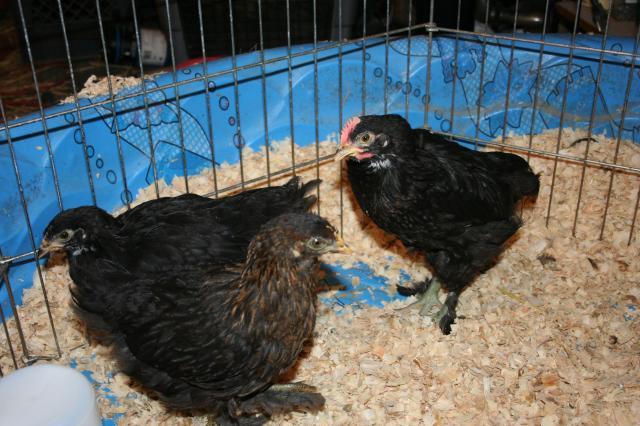 19256_marans3.jpg