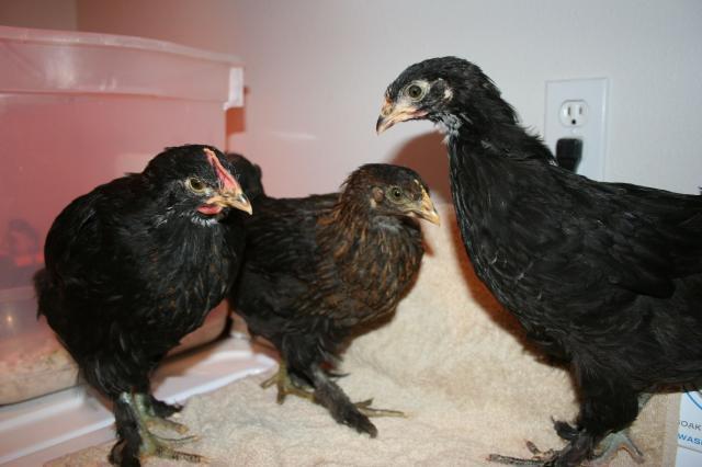 19256_marans4.jpg