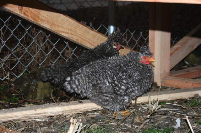 19256_new_chickies.jpg