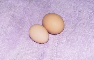 19259_egg_compare.jpg