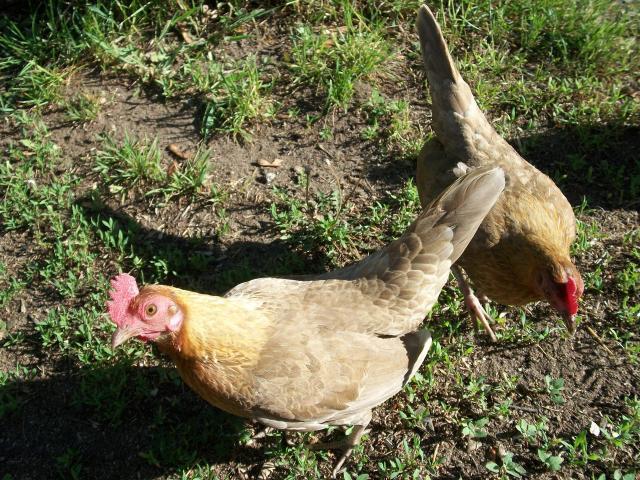 19303_chickens_june_7_2010_002.jpg