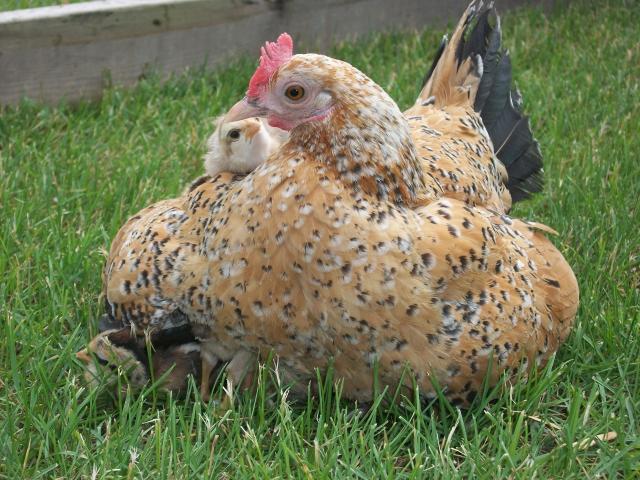 19303_chickens_june_7_2010_009.jpg