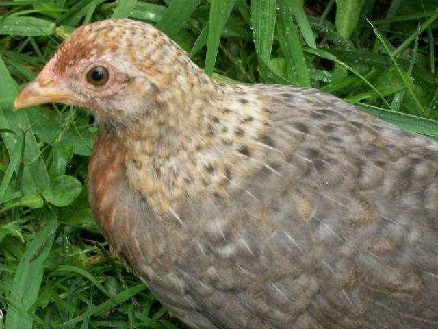 19303_chickens_sept_8_2011_022.jpg