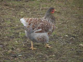 19326_birds_1-30-2009_119.jpg