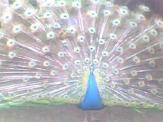 19326_bluepeacock.jpg