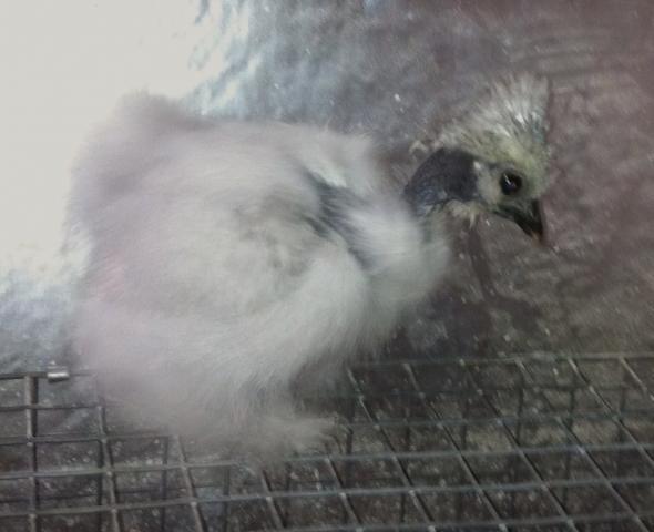 19329_chicks_bed_005.jpg