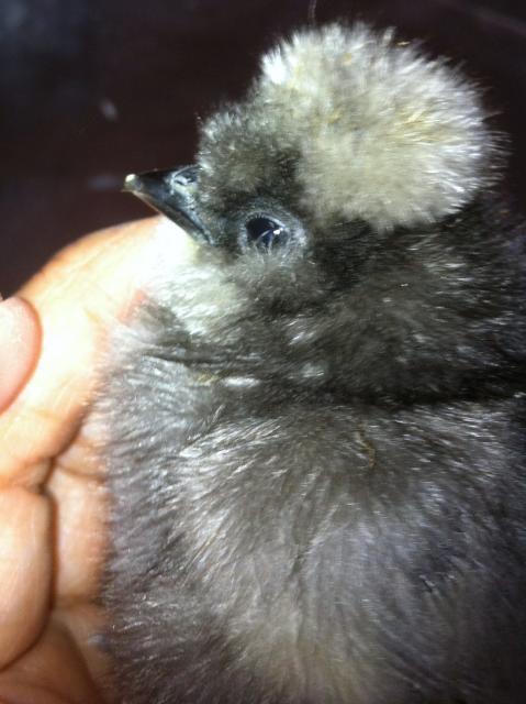 19329_chicks_bed_014.jpg