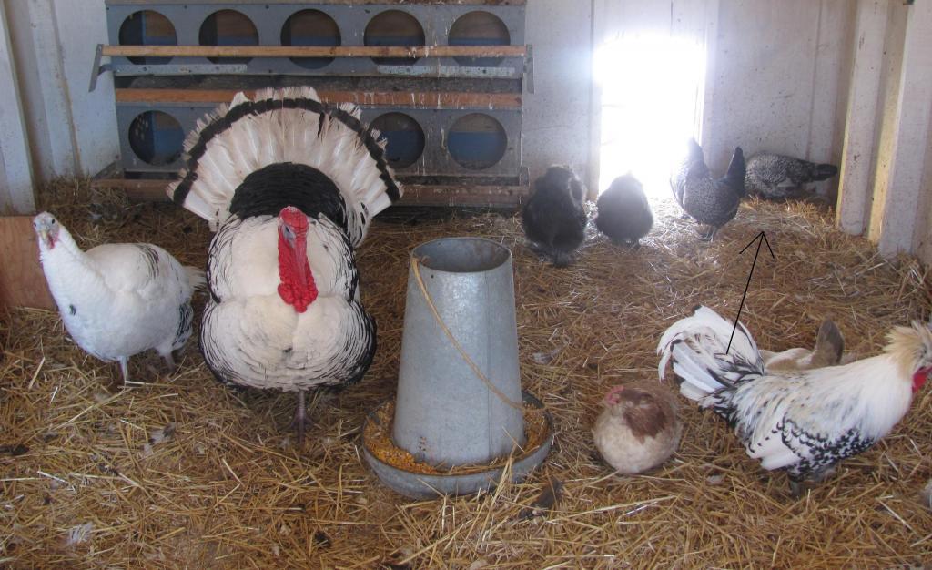19331_silkie_pic_kkk.jpg