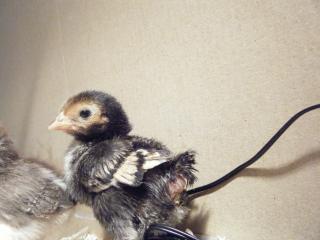 19343_bantam_chicks_009.jpg