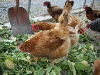 19343_bantam_chicks_011.jpg