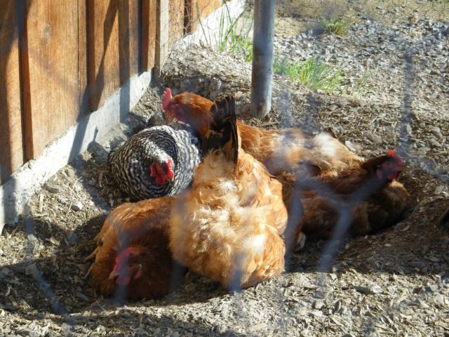 19343_bantam_chicks_014.jpg