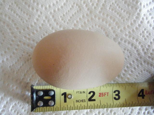 19343_bantam_chicks_019.jpg