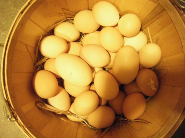 19343_bantam_chicks_021.jpg