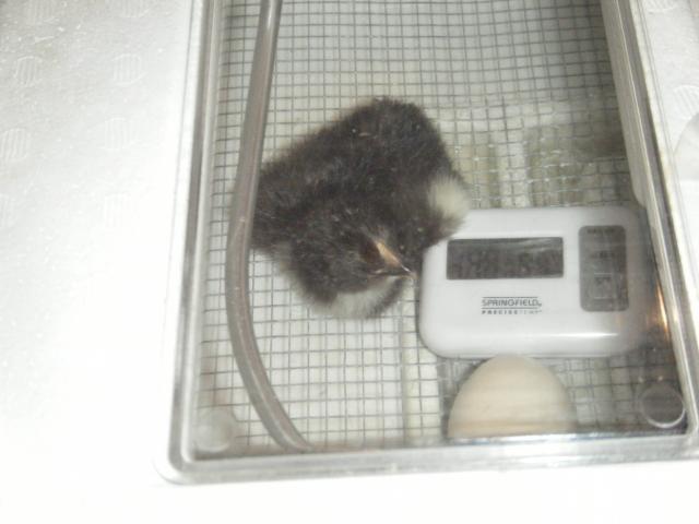 19343_bantam_chicks_035.jpg