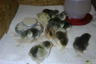 19371_chicks032510.jpg