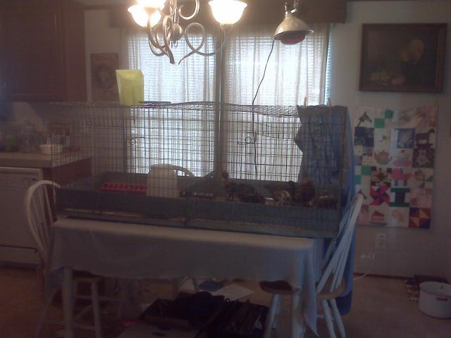 19417_brooder_cage_004.jpg