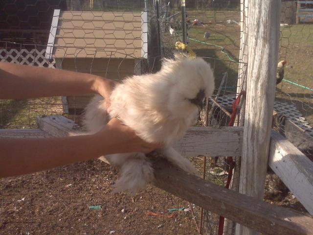 19417_silkie_chickens_005.jpg