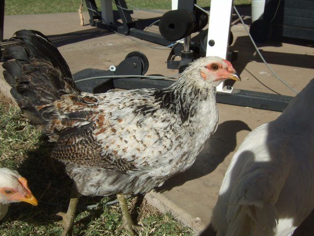 19427_chicken_004.jpg