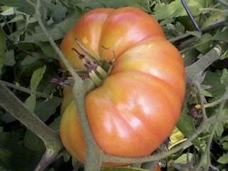 19460_pink_tomato.jpg