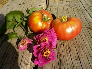 19460_tomatoes_zinnias.jpg