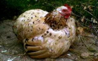 19483_broody.jpg